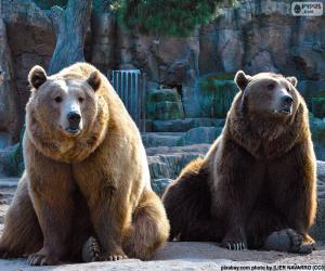 пазл Два бурых медведей